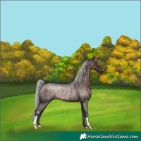 Horse Color:Silver Brown Roan Rabicano 