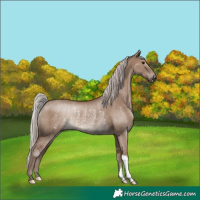 Horse Color:Silver Grullo Rabicano 