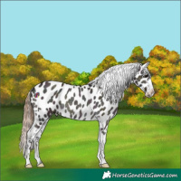 Horse Color:Midnight Chocolate Smoky Blue Onyx Roan Appaloosa Rabicano 