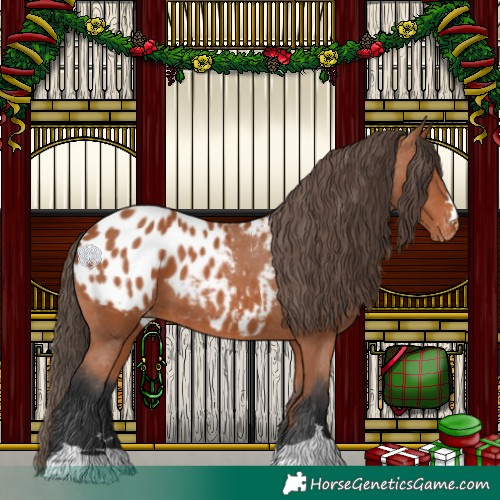 Horse Color:Bay Appaloosa