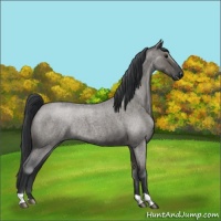 Horse Color:Grullo Roan Mushroom Rabicano 