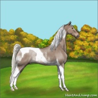 Horse Color:Liver Red Dun Mushroom Tobiano Rabicano