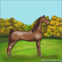 Horse Color:Liver Chestnut Rabicano 