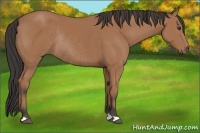 Horse Color:Buckskin Rabicano 