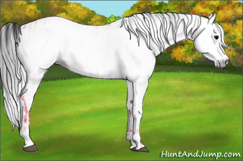 Horse Color:Gray White Spotted Black  and Gray White Spotted Black 