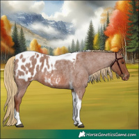 Horse Color:Red Roan Tobiano Appaloosa
