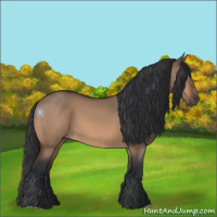 Horse Color:Bay Dun 