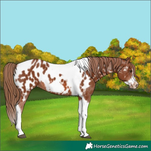 Horse Color:Chestnut Tobiano Frame Appaloosa 