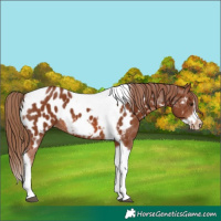 Horse Color:Chestnut Tobiano Frame Appaloosa