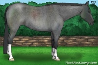 Horse Color:Blue Roan Frame 