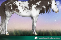 Horse Color:White Spotted Liver Chestnut Splash