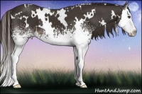 Horse Color:White Spotted Liver Chestnut Splash 