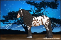 Horse Color:Buckskin Appaloosa 
