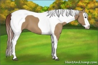 Horse Color:Red Dun Splash Tobiano 