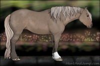 Horse Color:Silver Grullo