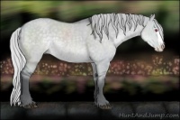 Horse Color:Silver Grullo Chinchilla Splash 