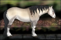 Horse Color:Brown Onyx Splash