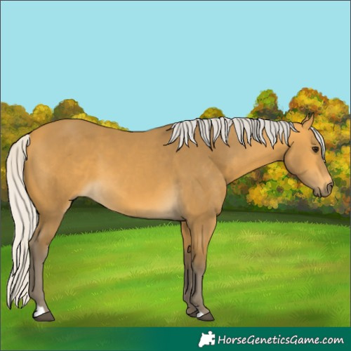 Horse Color:Silver Buckskin 