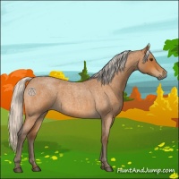 Horse Color:Silver Buckskin Roan 