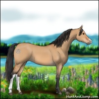 Horse Color:Bay Dun 