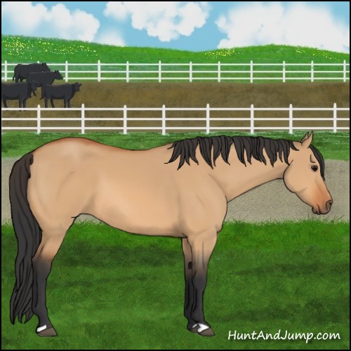 Horse Color:Bay Dun