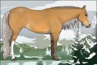 Horse Color:Silver Buckskin 