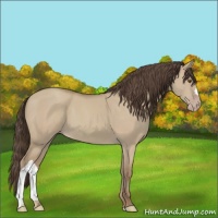Horse Color:Classic Champagne Dun 