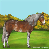 Horse Color:White Spotted Silver Buckskin 