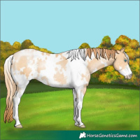 Horse Color:White Spotted Buckskin Pearl Sabino 