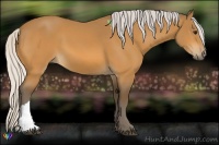 Horse Color:Silver Buckskin 