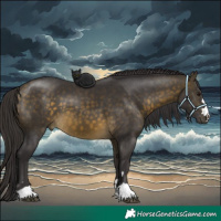 Horse Color:Buckskin 