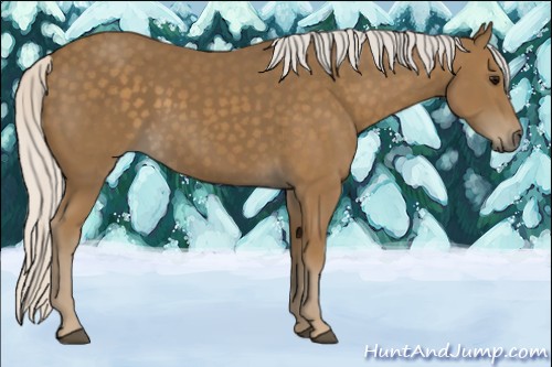 Horse Color:Silver Smoky Black 