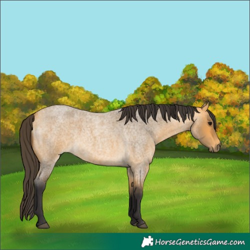 Horse Color:Buckskin Roan 