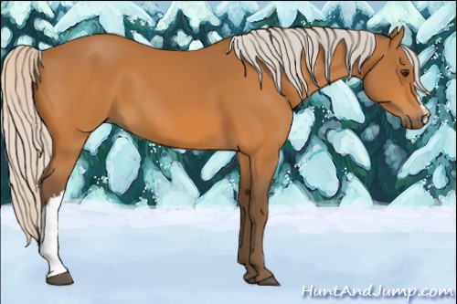 Horse Color:Silver Buckskin 