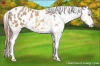 Horse Color:Amber Champagne Roan Appaloosa 