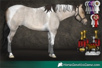 Horse Color:Buckskin Roan Dun Tobiano 