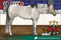 Horse Color:Buckskin Roan Dun Tobiano