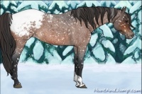 Horse Color:Bay Roan Tobiano Snowcap 