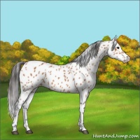 Horse Color:Bay Appaloosa