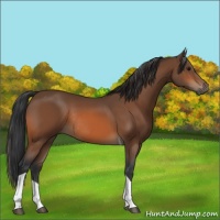 Horse Color:Bay Tobiano Rabicano