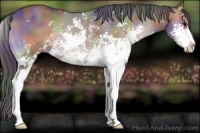 Horse Color:Nacre Grullo Onyx Sabino Rabicano 