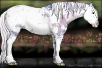 Horse Color:Watercolor Silver Blue Onyx Sabino 