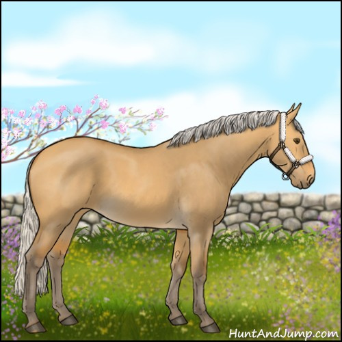 Horse Color:Silver Buckskin Dun 