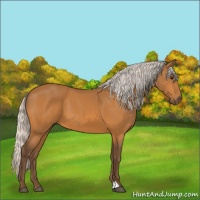 Horse Color:Silver Buckskin 