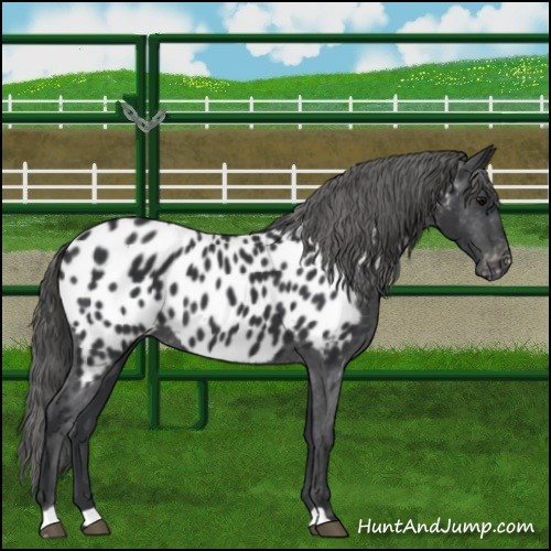 Horse Color:Black Appaloosa