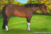 Horse Color:Bay Tobiano Rabicano 