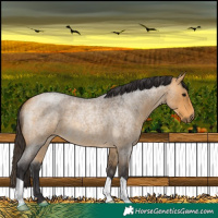 Horse Color:Buckskin Roan 