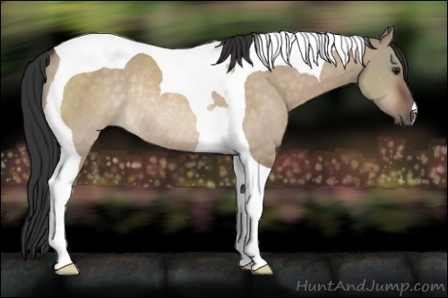 Horse Color:Brown Dun Tobiano Rabicano 