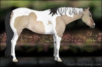 Horse Color:Brown Dun Tobiano Rabicano