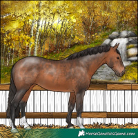 Horse Color:Bay 